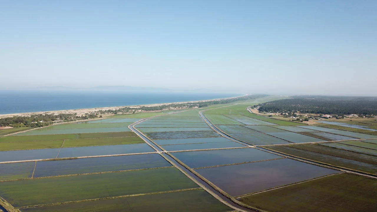 The Comporta region: rice fields, pines and the Atlantic coast