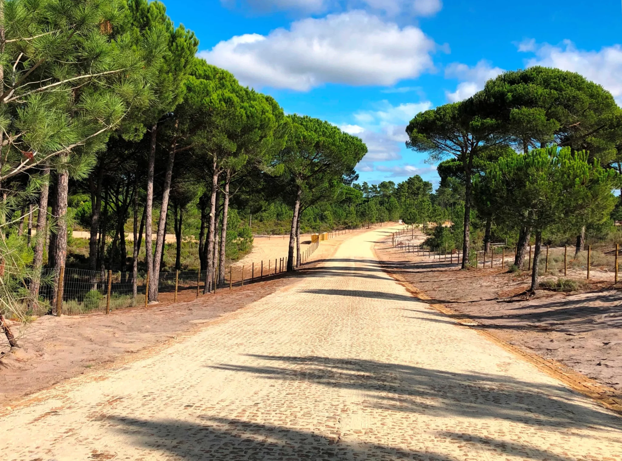 Sandy road winding through a pine forest near Comporta