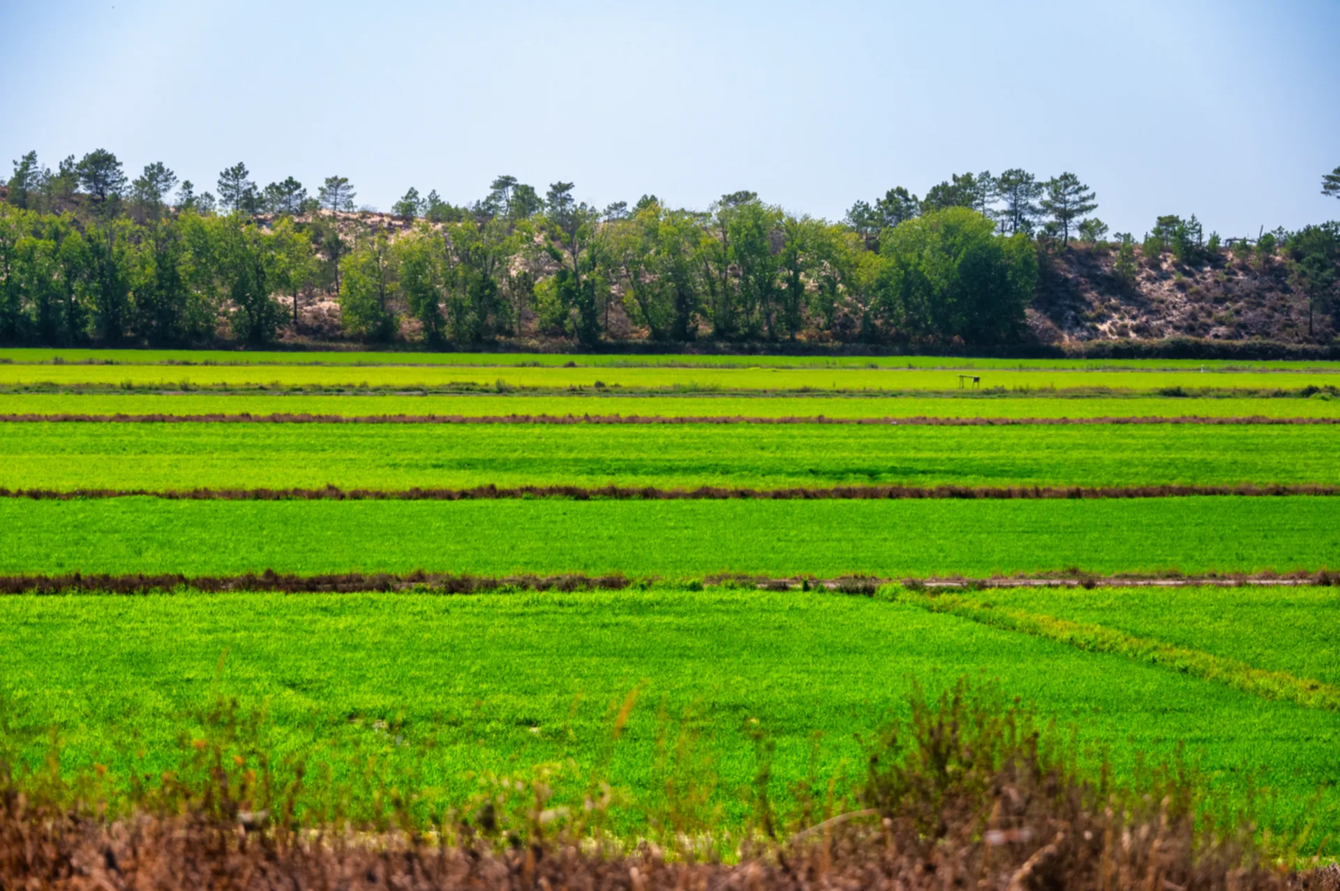 Vast bright green rice paddies stretching toward a forested hillside under a pale sky